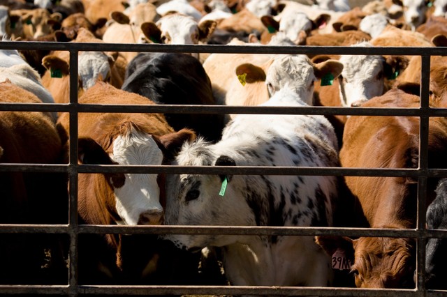 Nébih: megjelent a száj- és körömfájás betegség Magyarországon