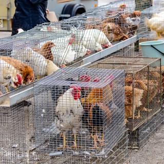 H3N8 madárinfluenza: a világon először fertőzött meg embert Kínában, ezek a tünetei című cikk nyitóképe