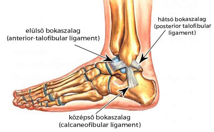 A bokaszalag-szakadás egy olyan sérülés, amely a boka rossz irányba történő fordulása, csavarodása vagy gördülése során alakulhat ki. A rossz mozdulat ilyenkor azt okozza, hogy a boka csontjait összekötő merev kötőszöveti szalag – az ínszalag – erőteljesen megnyúlik és akár el is szakad.
