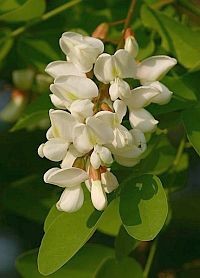 Közérdekű tudnivaló: rendelet az özönfajokról