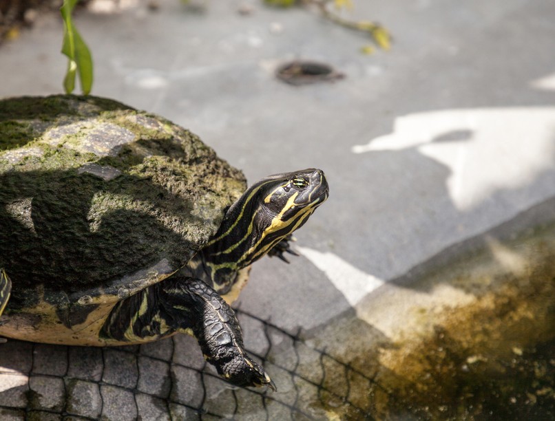 ékszerteknős, harapás, gyerek, mentők