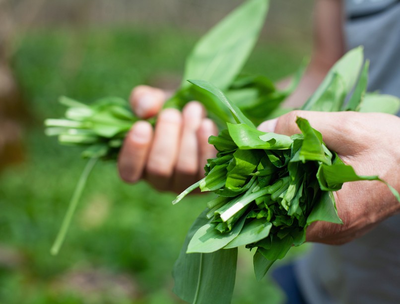 medvehagyma szedés mérgezés tünet