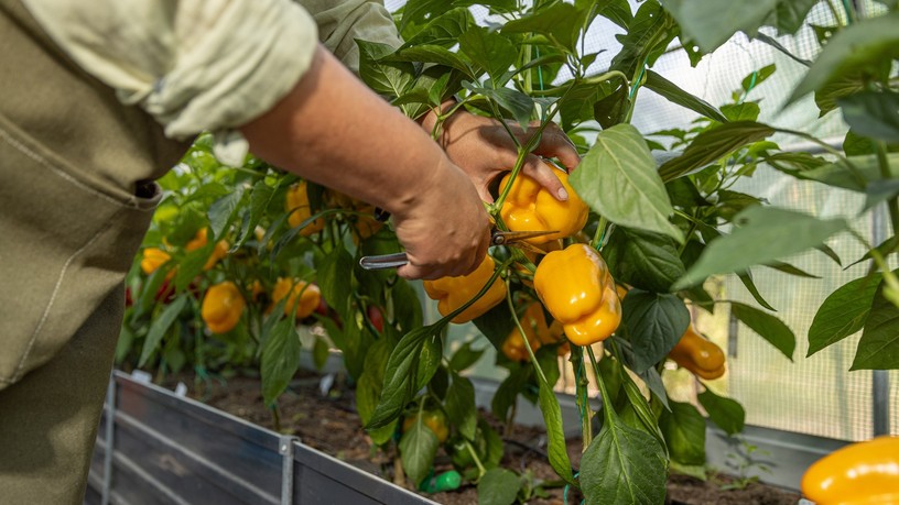 paprika ültetés trükk
