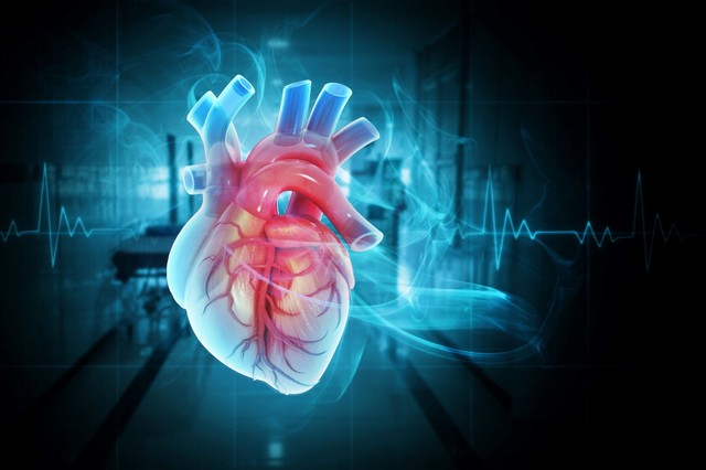 A kutatók új módszert találtak arra, hogy a „halott” szíveket a testen kívül is életre keltsék