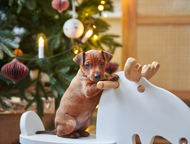 kisállat, karácsony, ajándék, felelősség, kutya, macska