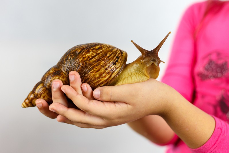 Életveszélyes fertőzéseket terjeszthet a legújabb hobbiállat