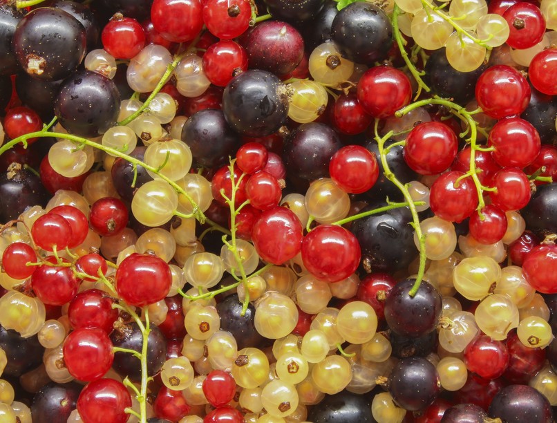 fekete-piros-feher-ribizli-hatasa-vitaminok