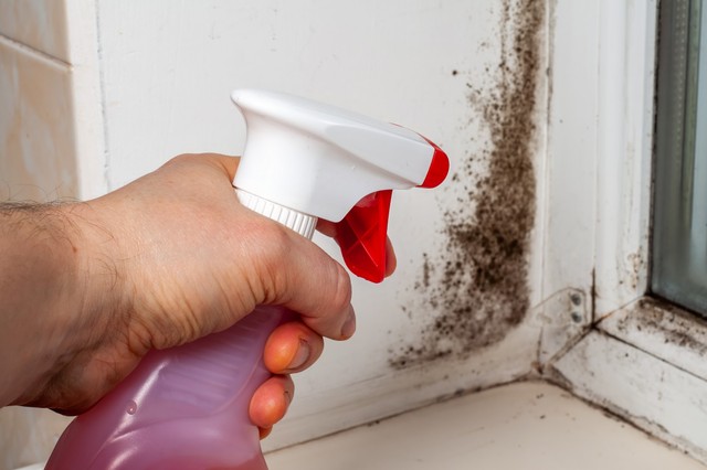 Penészallergia: az otthonunk is megbetegíthet - ezt tanácsolja az allergológus