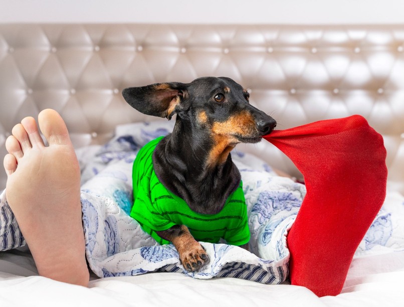 Miért szeretik kutyák piszkos zoknikat