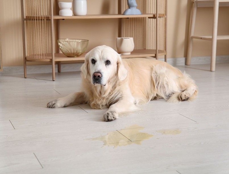 miért pisil be a kutya örömében