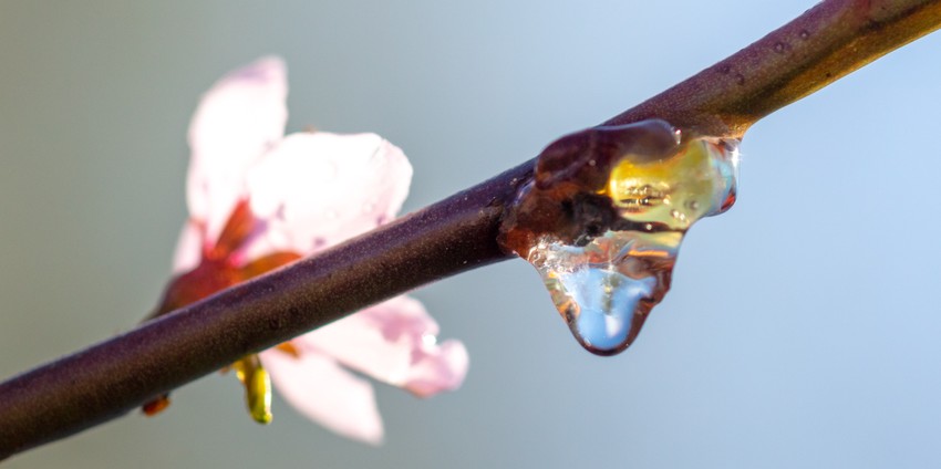 Az őszibarack könnyek az őszibarackfa (Prunus persica) törzsén természetesen kiváló, áttetsző, borostyánszínű növényi gyanta darabkák. Az őszibarackfa a gyantát önvédelmi mechanizmusként termeli, hogy begyógyítsa a sérüléseit és megvédje magát a kórokozóktól, rovaroktól és gombás fertőzésektől.
