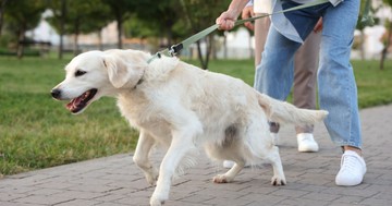 Amikor a séta küzdelemmé válik: így taníthatja meg kutyáját arra, hogy ne húzzon a pórázon