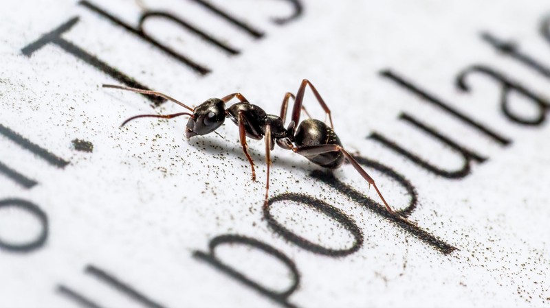 Valóban képesek a hangyák kiszagolni a rosszindulatú tumort?