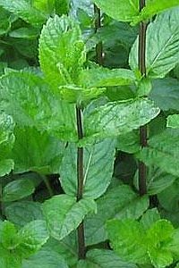 Gyógynövények – a borsmenta