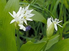 Tavaszi, hagymás receptek