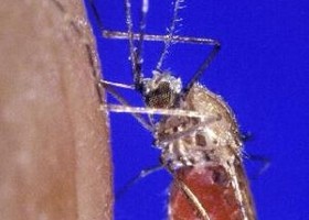 Árvíz - Szúnyoginvázió Pest megyében