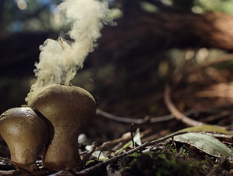 penészgomba, allergia, tüsszögés, gomba, orrfolyás, orrdugulás