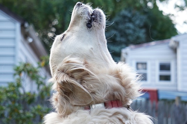Miért vonyít a kutya, amikor mentőt hall?