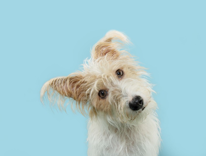 miért döntik oldalra a kutyák a fejüket