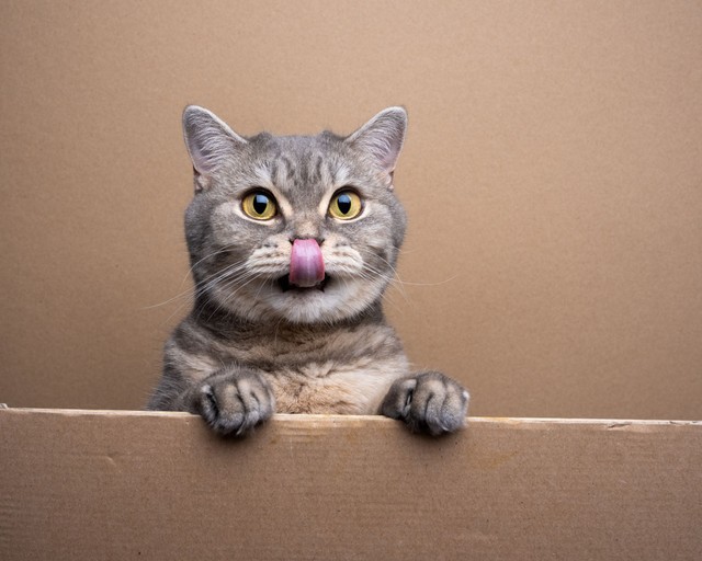 Miért nyáladzik a macskám? Ártalmatlan jel vagy komoly figyelmeztetés?