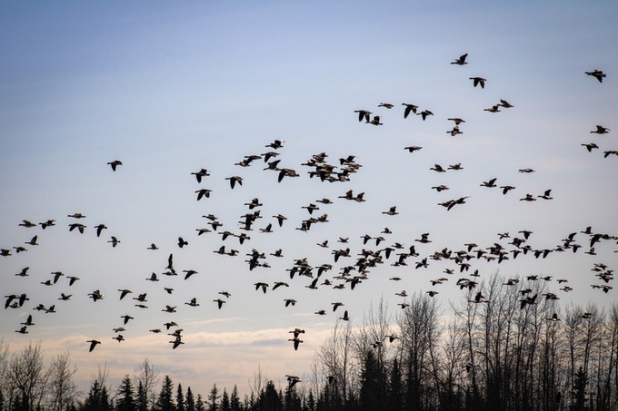 Az egyik vezető halálok elleni küzdelemben segítenek magyar kutatók című cikk nyitóképe