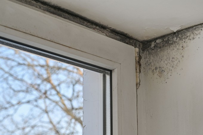 Penész a falon? Nemcsak esztétikai gond – súlyosan károsíthatja az egészségét is című cikk nyitóképe