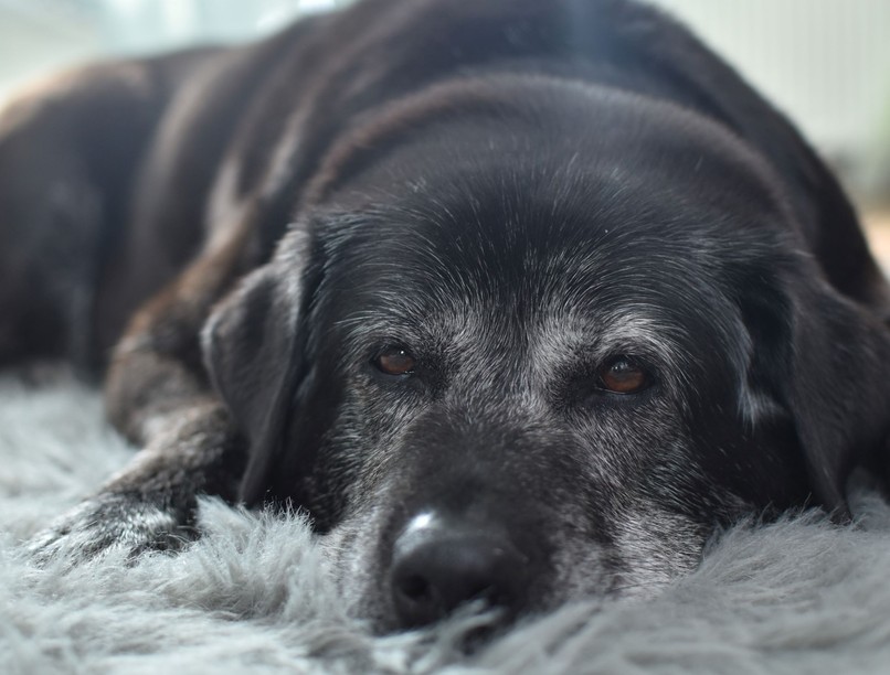 demencia kutya tünet jel