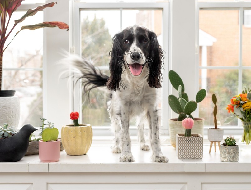 kutya viselkedés farokcsóválás evolúció