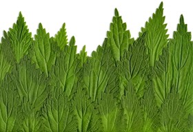 Egy sokoldalú gyógynövény titkai