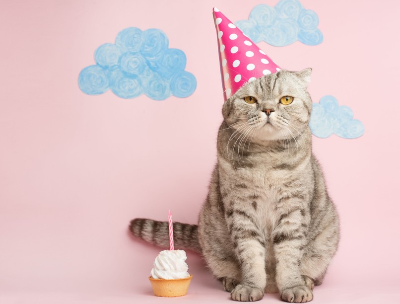 macska, cica, kisállat, életkor, emberévek kisállatok egészsége