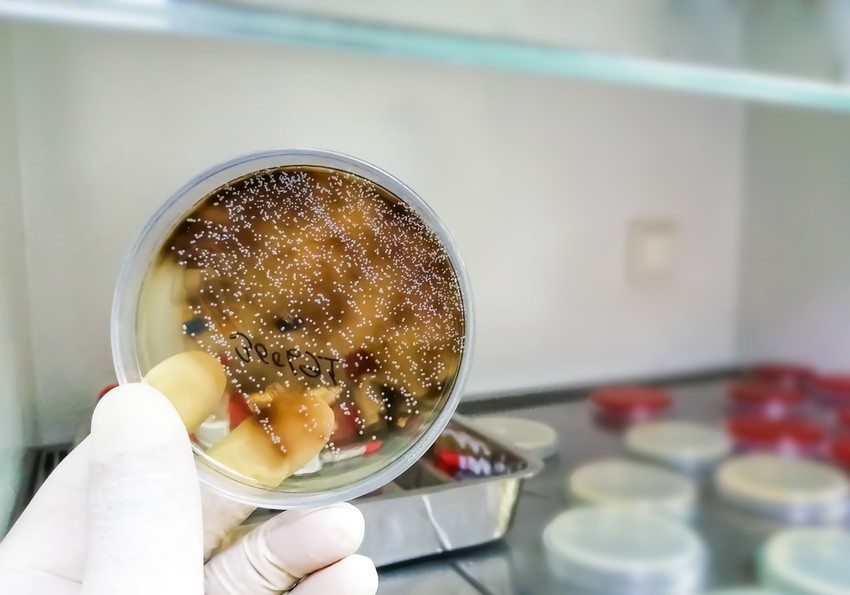 A Candida a sarjadzó gombákhoz sorolt három nemzetség közül az egyik, amelybe több faj is tartozik. A leggyakoribb kórokozó ezek közül a Candida albicans, ami kis mennyiségben természetes módon is jelen van az emberi szervezetben, például a nyálkahártyákon. 