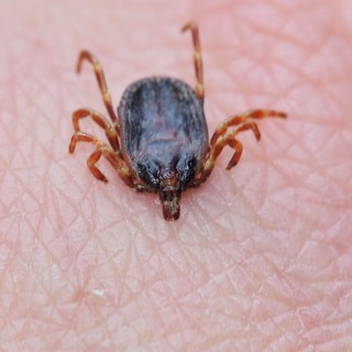 Mi vonzza a kullancsokat? Ezt állítja egy friss kutatás című cikk nyitóképe