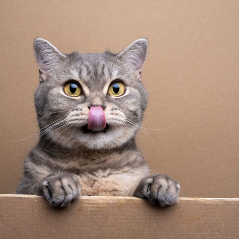 Miért nyáladzik a macskám? Ártalmatlan jel vagy komoly figyelmeztetés? című cikk nyitóképe