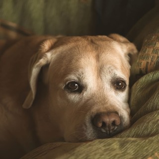 Sokkoló adat: a kutyatartók közel 70%-a már találkozott szívférges kutyával – országos a veszély! című cikk nyitóképe