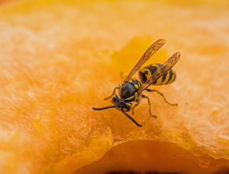 darázs, darázscsípés, szentendre, halál