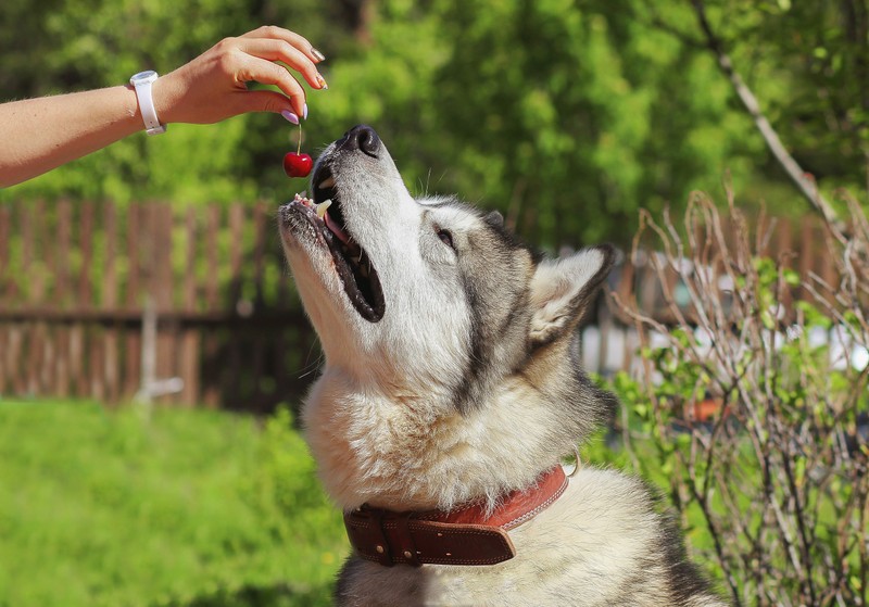 Nyári gyümölcsök és zöldségek, melyeket semmiképp se adjon kedvencének!