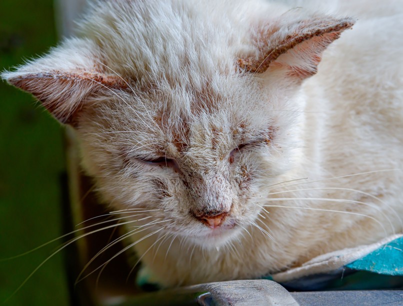 macska cica rák daganat diagnózis kisállatok egészsége