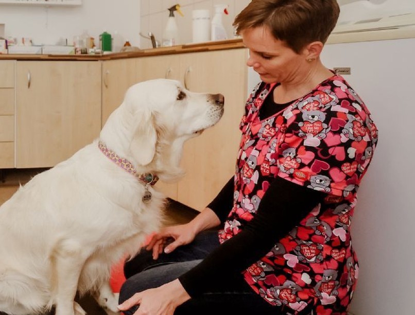 Akupunktúra kutyáknál eredmények