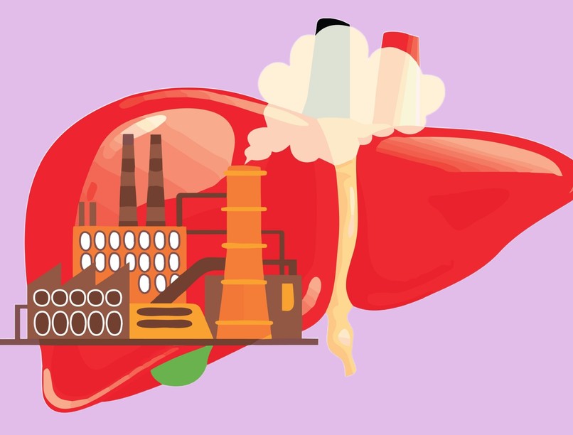 Hogyan regenerálódik máj