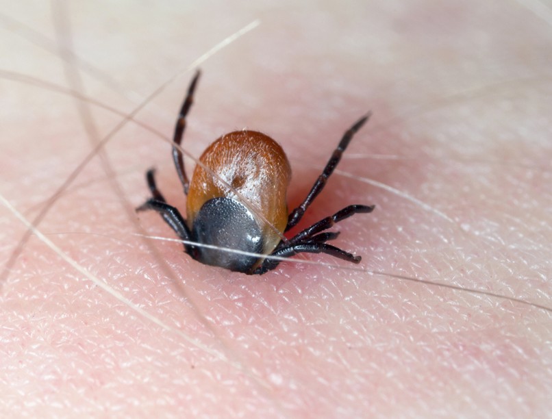 kullancs, kullancsriasztó, állat, kutya, kullancsfertőzés