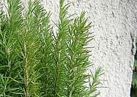 Gyógynövények - a rozmaring