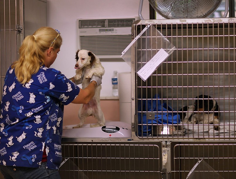 kutya, örökbefogadás, állat, állatmenhely