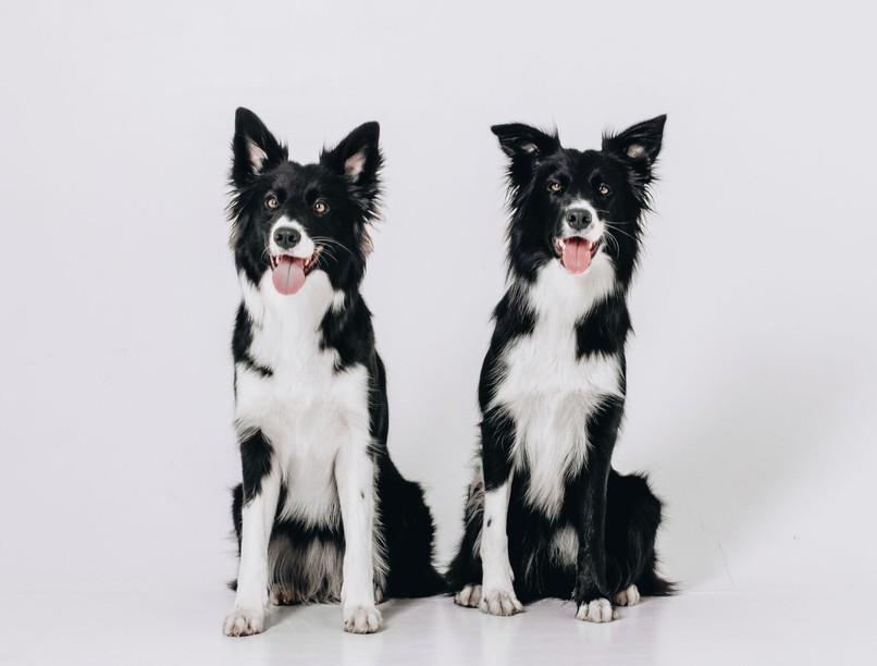 híresség klónoz elhunyt állat 