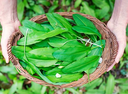 Ez a 3 másodperces ellenőrzés életet menthet medvehagyma-szedéskor című cikk nyitóképe