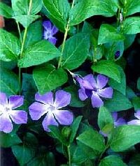 Gyógynövények – a télizöld