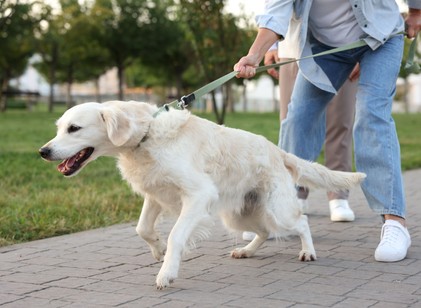 Amikor a séta küzdelemmé válik: így taníthatja meg kutyáját arra, hogy ne húzzon a pórázon című cikk nyitóképe