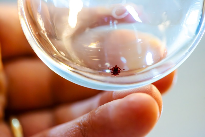 Belehalt a kullancscsípésébe egy férfi - eleinte stabilnak tűnt az állapota