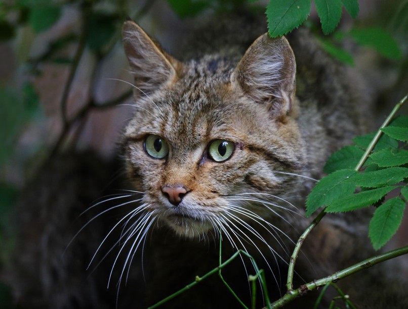európai vadmacska macska az év emlőse Agrárminisztérium Herman Ottó Intézet