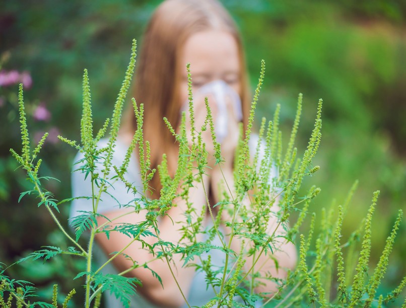 allergia parlagfű ellen tünet kezelés