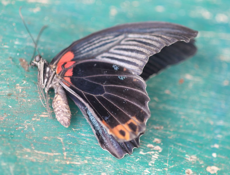 Mérgező anyagot fecskendezett be magának 14 éves fiú